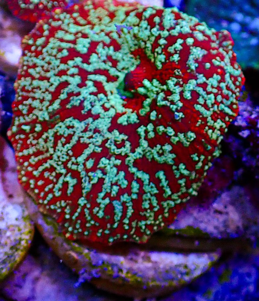 UC Red Devil Jawbreaker Mushroom -201.JPG