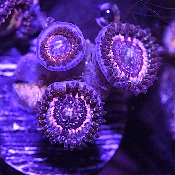 DSC_2774.JPG