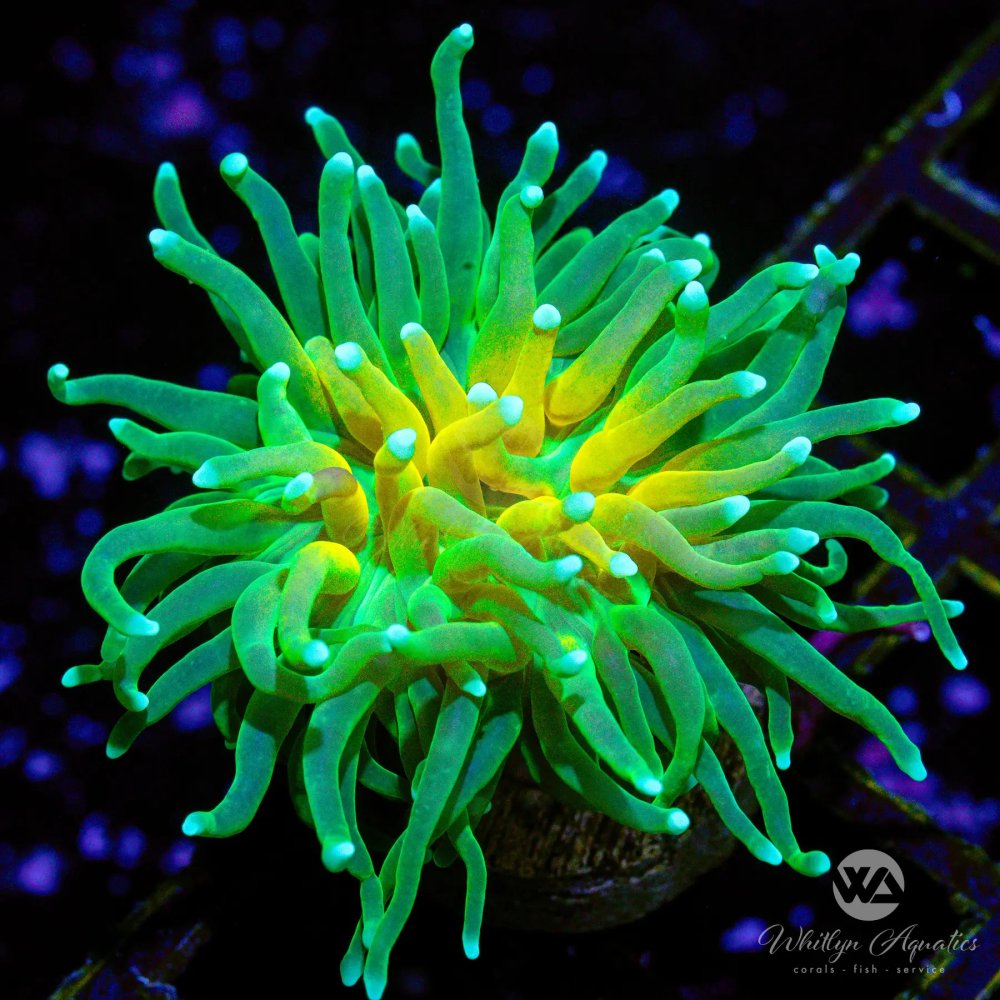 CoralAuction45_de08941c-9147-48f9-a442-65ce876e3df2.jpg CoralAuction45_de08941c-9147-48f9-a442-65ce876e3df2.jpg