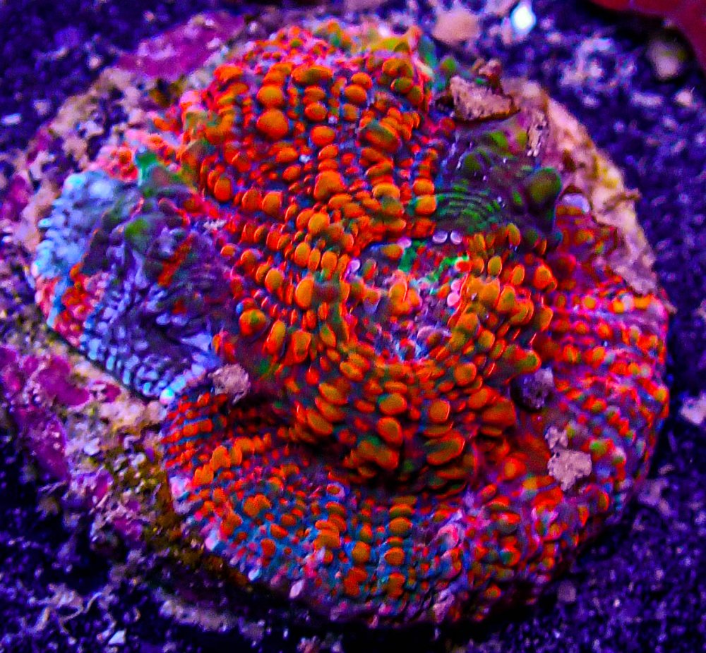 CB Master Rainbow Acan Echinata.JPG