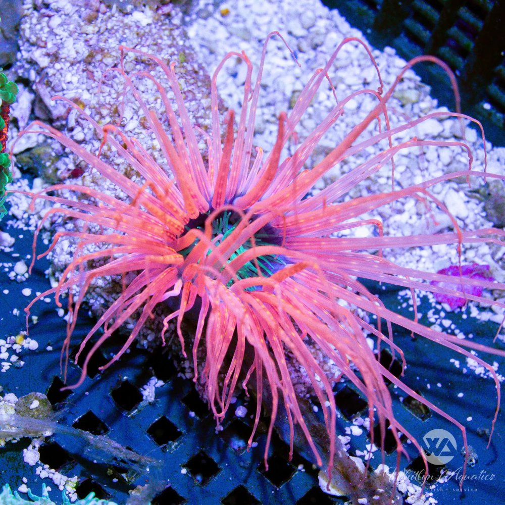 CoralAuction4_87154d39-c7b4-49f8-a225-0d84a895e8f1.jpg CoralAuction4_87154d39-c7b4-49f8-a225-0d84a895e8f1.jpg