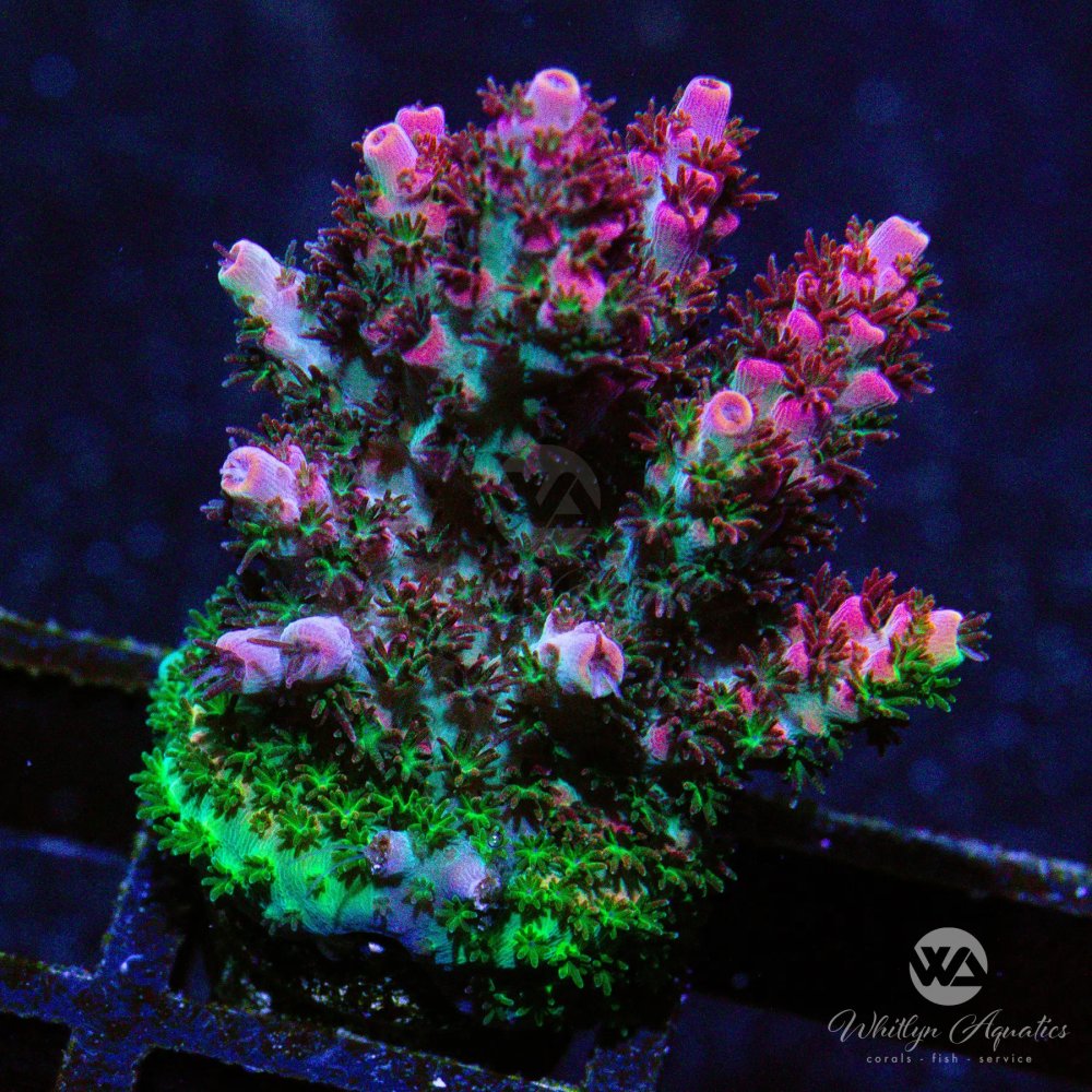 CoralAuction24_98ba3f70-784d-4f08-b05a-93a2e5aada43.jpg CoralAuction24_98ba3f70-784d-4f08-b05a-93a2e5aada43.jpg