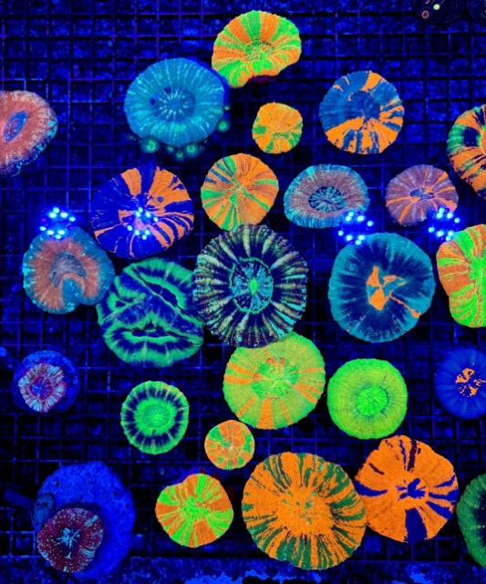 IMG_9638 Medium.jpeg