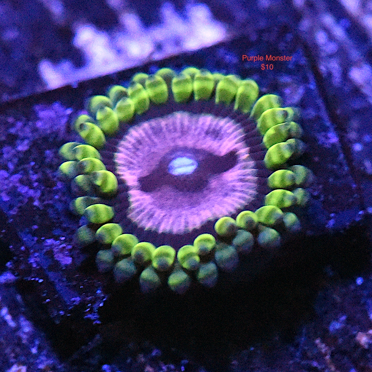 DSC_2845.JPG