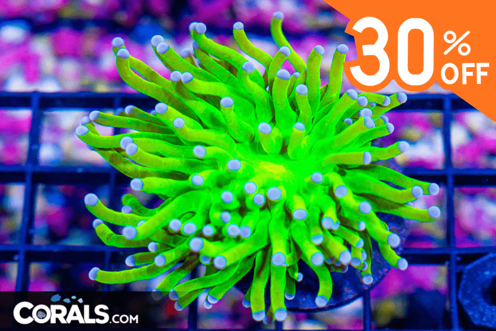 Untitled design(38).png