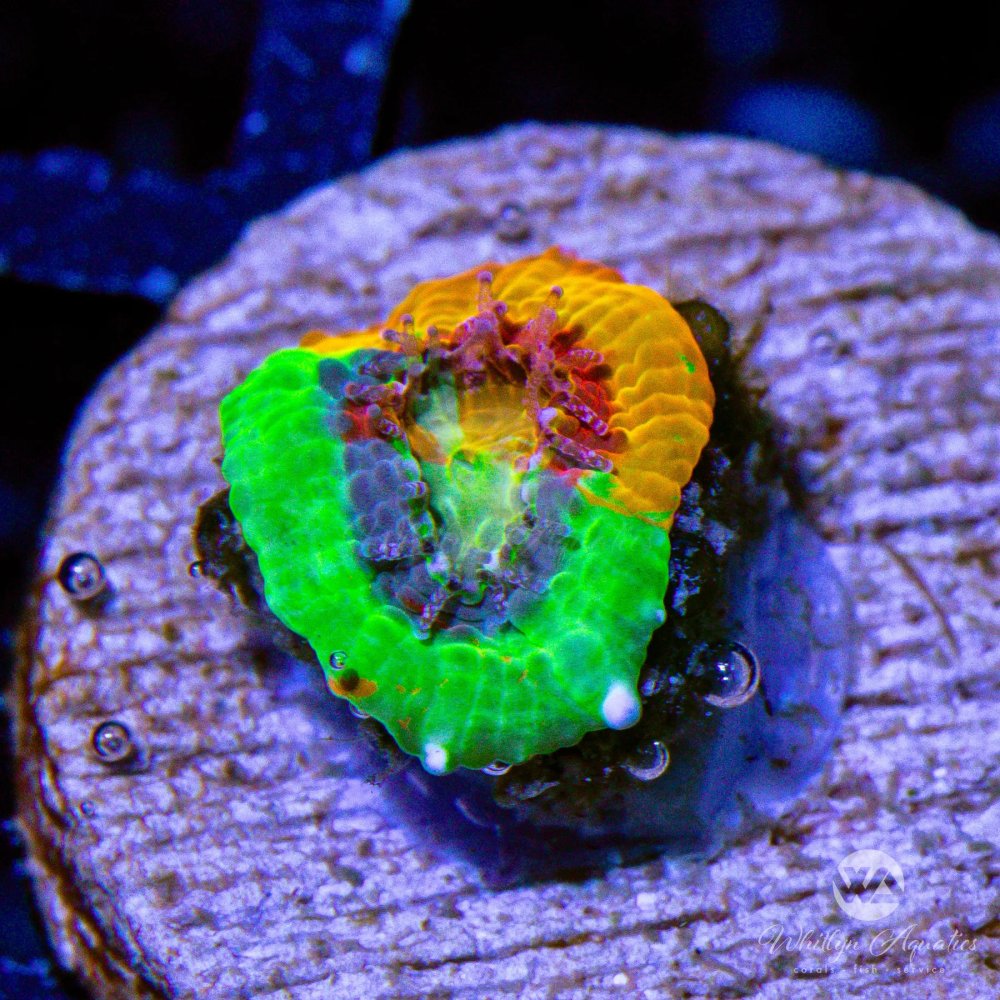 JellybeanChalice_.5_-WYSIWYG.jpg JellybeanChalice_.5_-WYSIWYG.jpg