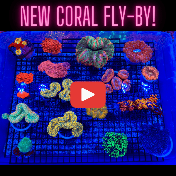 NEW CORAL FLY-BY!.png NEW CORAL FLY-BY!.png