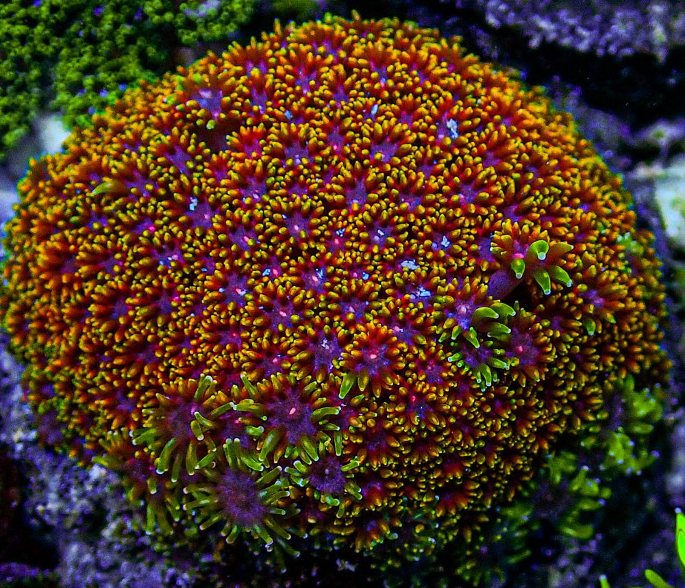 UC Golden Shower Rainbow Gonipora Colony -231.JPG