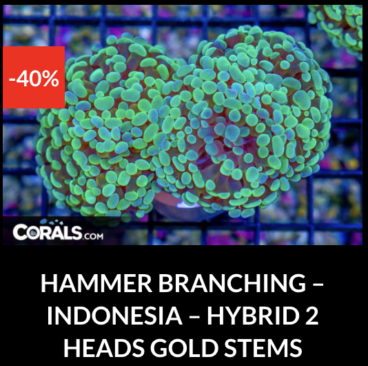 Screenshot 2025-12-28 at 9.51.32 AM.png