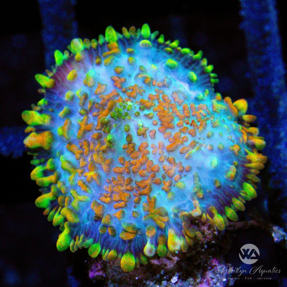 CoralAuction34_765e65bb-73c3-485e-8c31-f9f985d45b87.jpg CoralAuction34_765e65bb-73c3-485e-8c31-f9f985d45b87.jpg