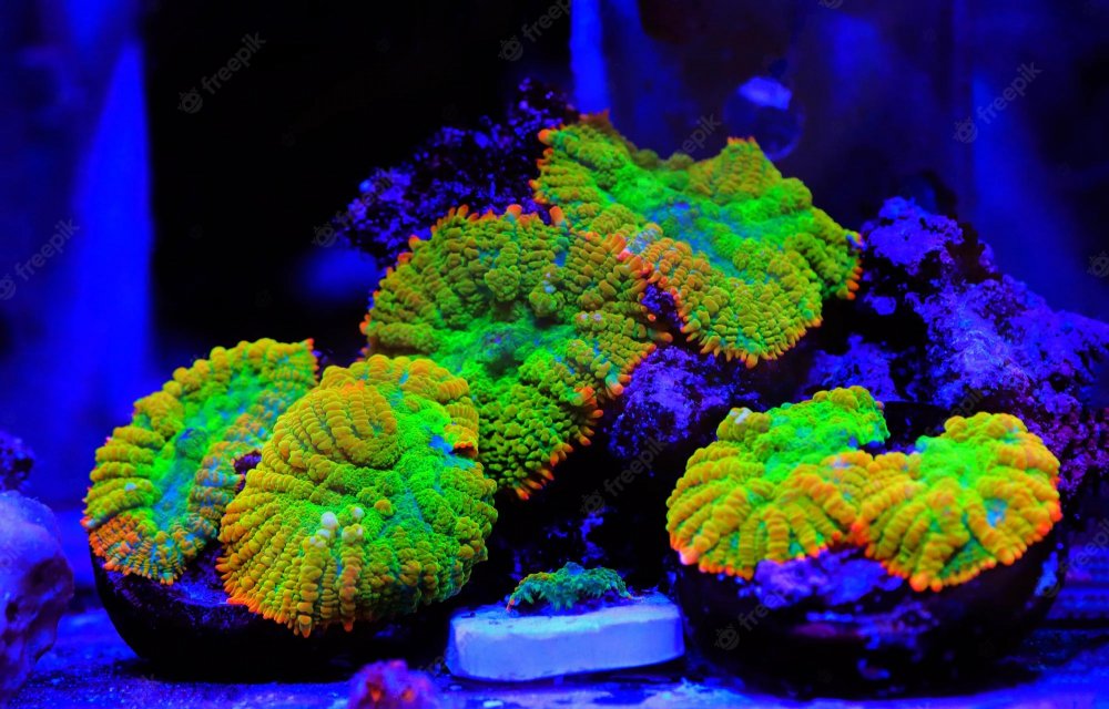 tequila-sunrise-rhodactis-mushroom-coral_755933-67-2.jpg