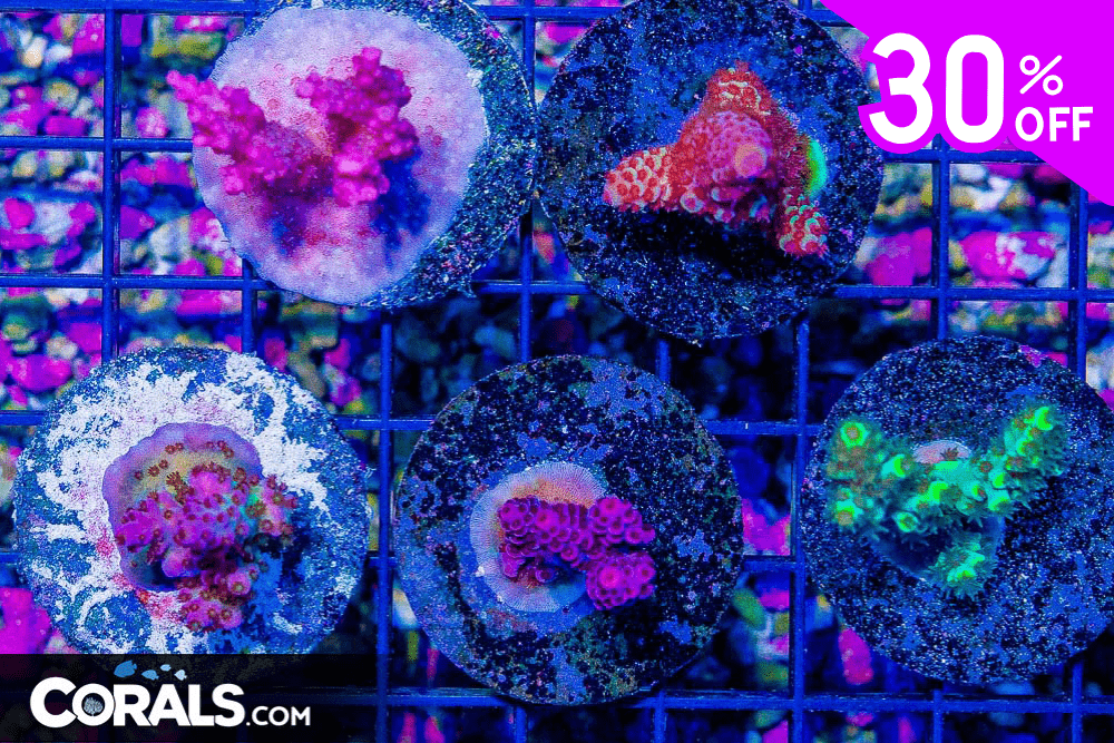 Untitled design(22).png