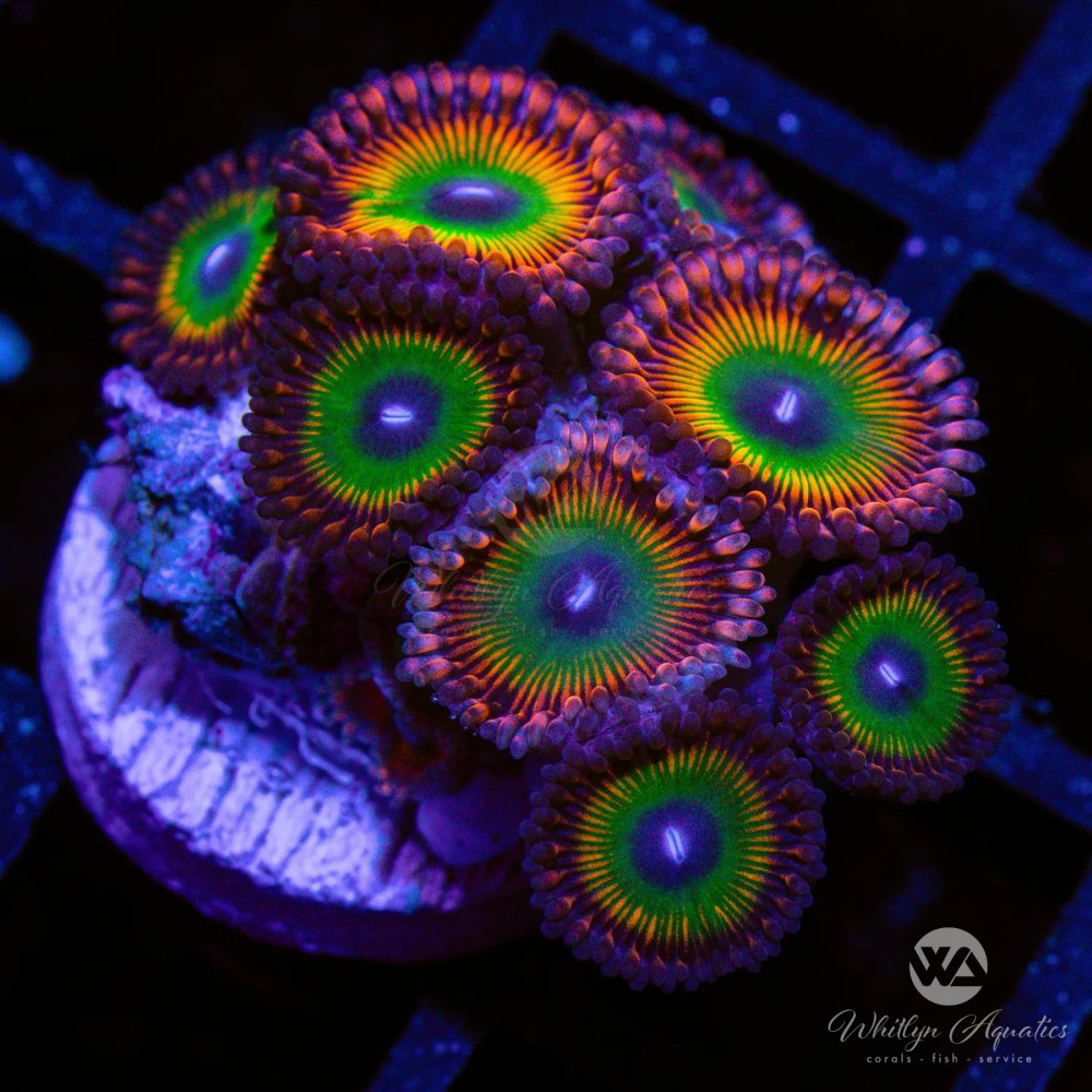 CoralAuction42_8fefdd67-0541-4057-bb87-53c836f4fcb5.jpg CoralAuction42_8fefdd67-0541-4057-bb87-53c836f4fcb5.jpg