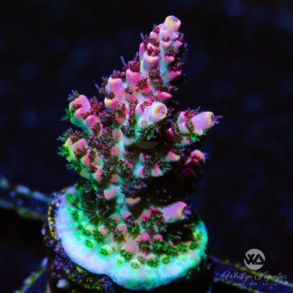 CoralAuction3_0dc5a2a7-71bf-4658-a6ee-b08ce025b5cc.jpg