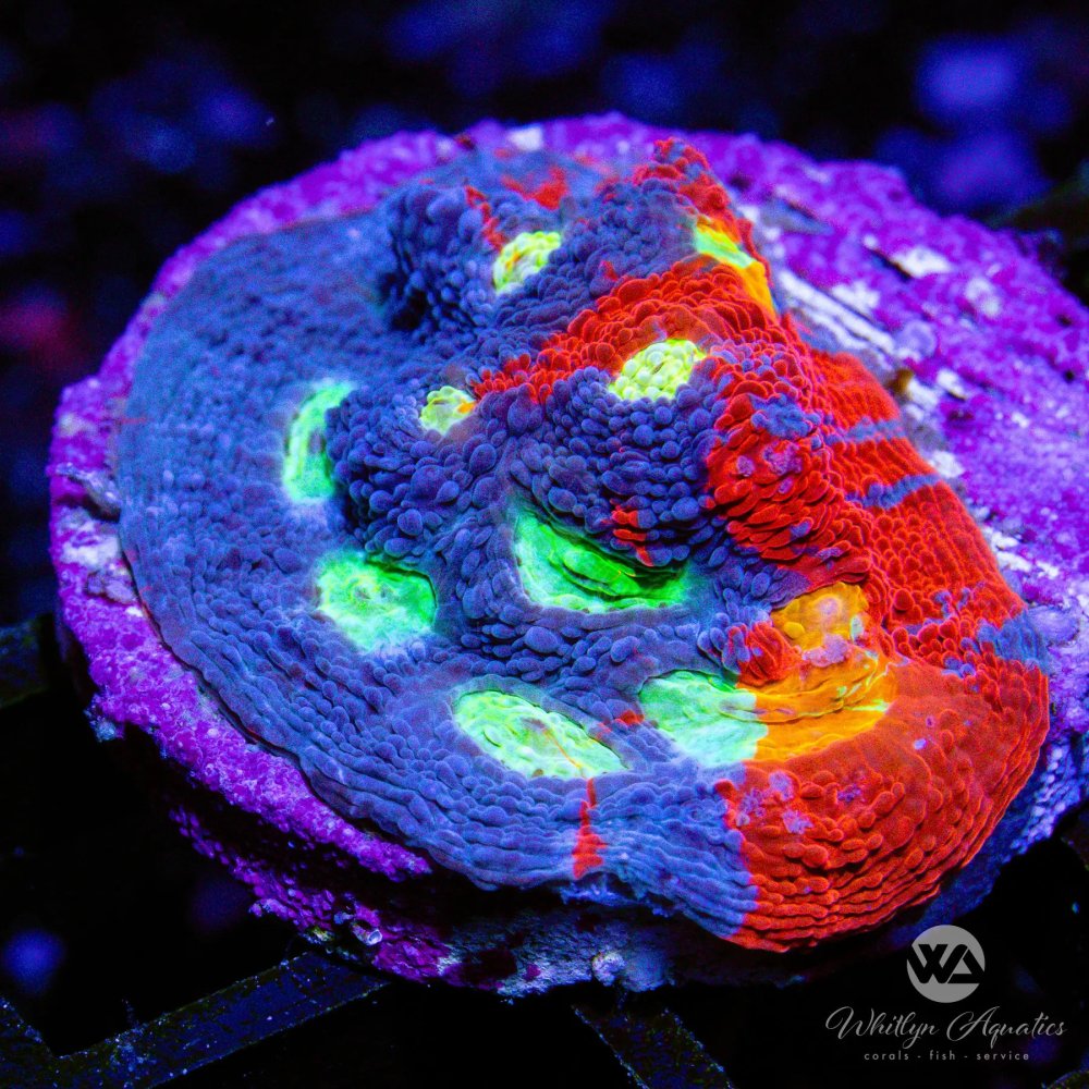 CoralAuction6_acb75fdc-bc22-4710-a3db-45748cf1b463.jpg CoralAuction6_acb75fdc-bc22-4710-a3db-45748cf1b463.jpg