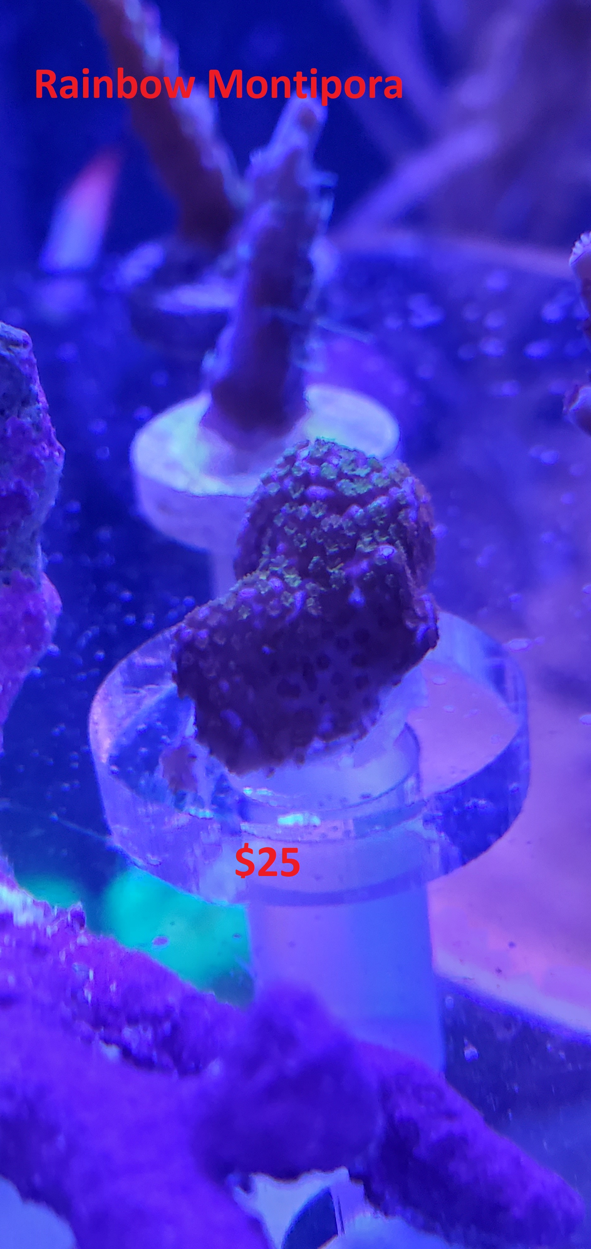 Rainbow Montipora.jpg Rainbow Montipora.jpg