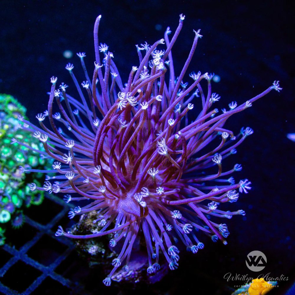 CoralAuction49_f2738e16-0bd0-4200-a3f5-fe92baac50ce.jpg CoralAuction49_f2738e16-0bd0-4200-a3f5-fe92baac50ce.jpg