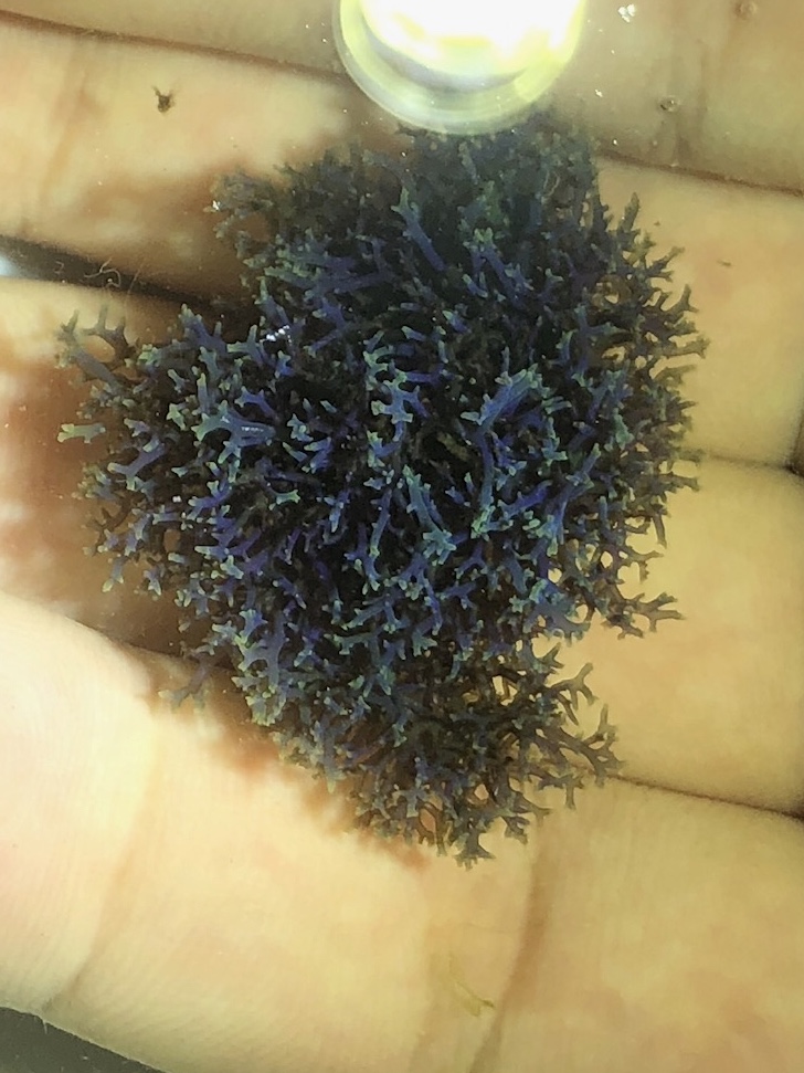 blue hypnea.jpg