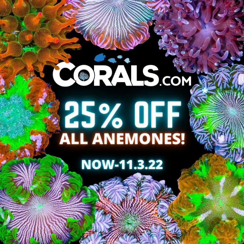 25-30% OFF ZOA COLONIES.jpg