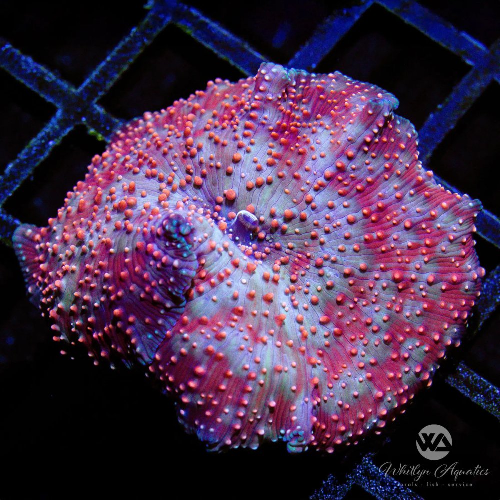 CoralAuction26_c7bfe465-3689-4316-a4b2-875c7185724e.jpg