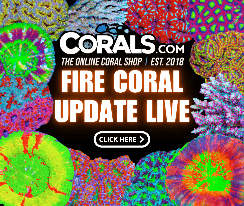 new coral(23).png