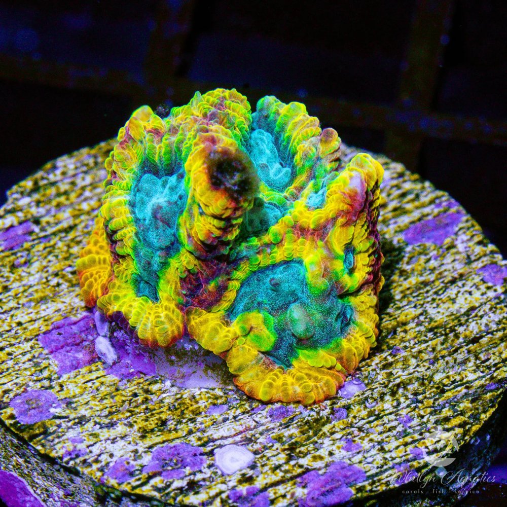 CoralAuction16_8b27c880-de01-4c36-8a9b-b548c4dae519.jpg CoralAuction16_8b27c880-de01-4c36-8a9b-b548c4dae519.jpg