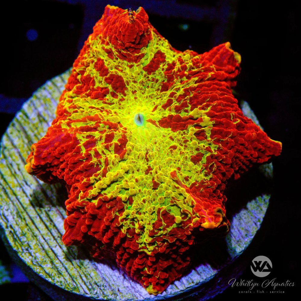 CoralAuction40_1a74d0fd-7edb-4320-a2be-a55ba6e1eac9.jpg CoralAuction40_1a74d0fd-7edb-4320-a2be-a55ba6e1eac9.jpg