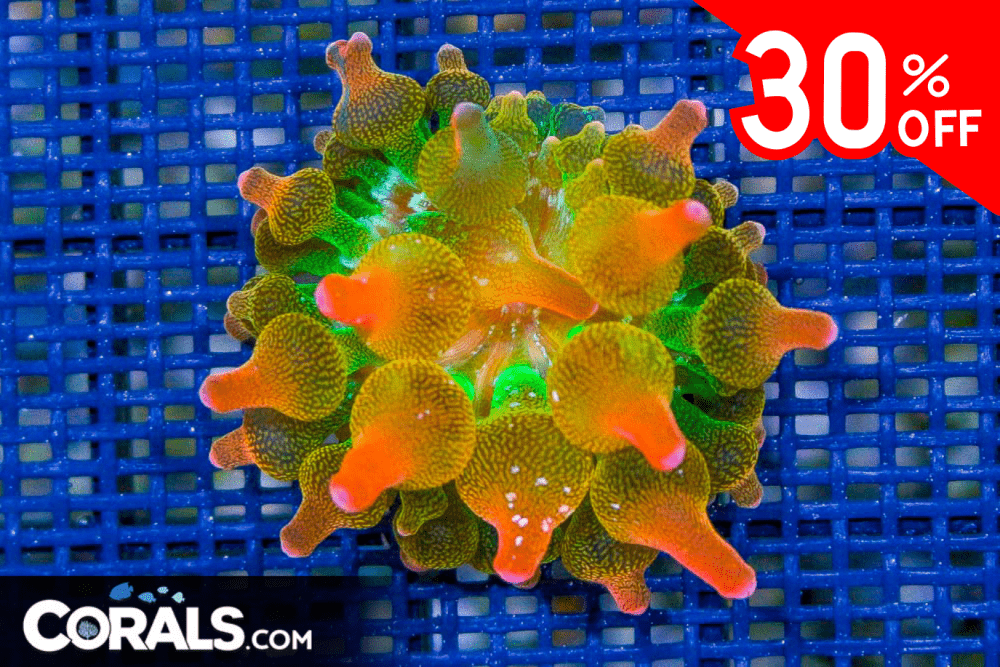 Untitled design(157).png