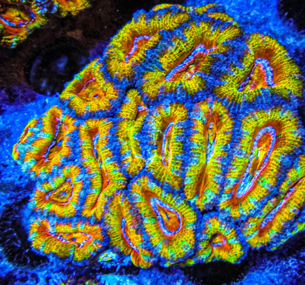 UC Yellow Jacket Rainbow Acan Colony_3777.JPG