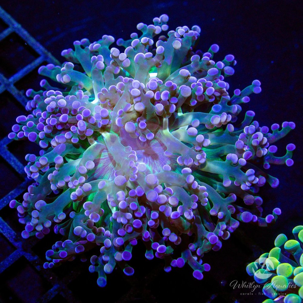 CoralAuction54_5fb3db34-13ae-4236-a903-0c9ad8ebe2f4.jpg CoralAuction54_5fb3db34-13ae-4236-a903-0c9ad8ebe2f4.jpg