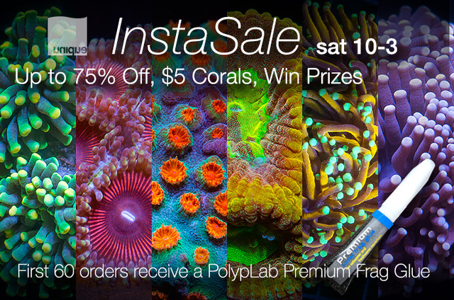 Instasale-3-6-glue.jpeg Instasale-3-6-glue.jpeg