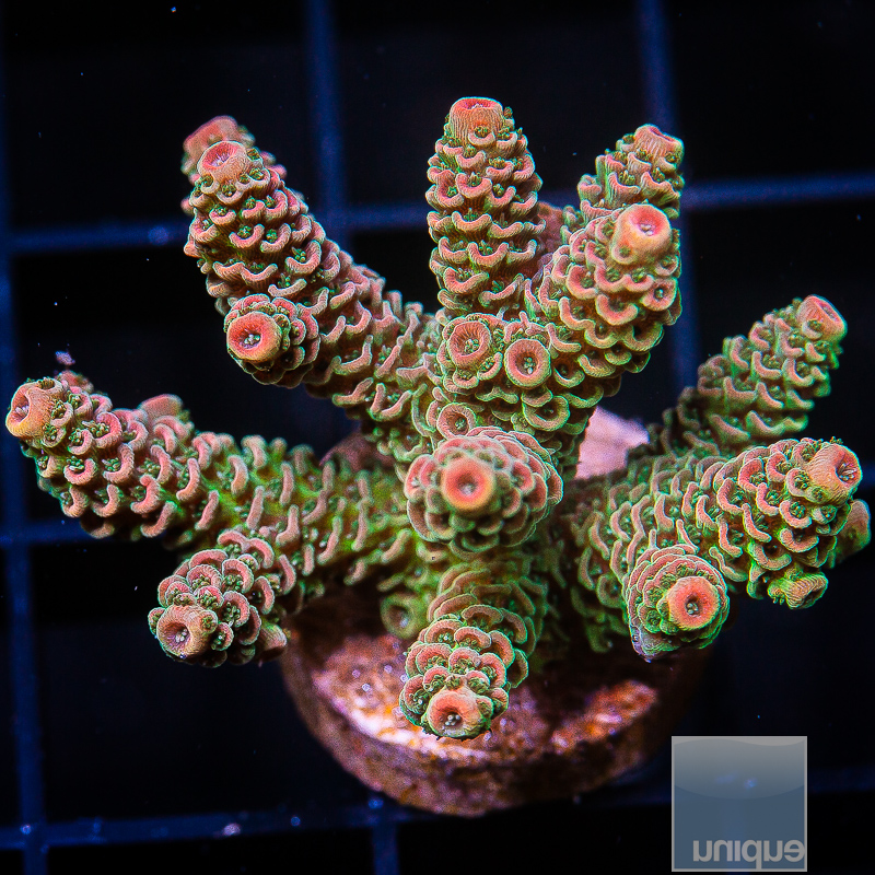 jc-UC Golden Goose Millepora chunk 299 140.JPG