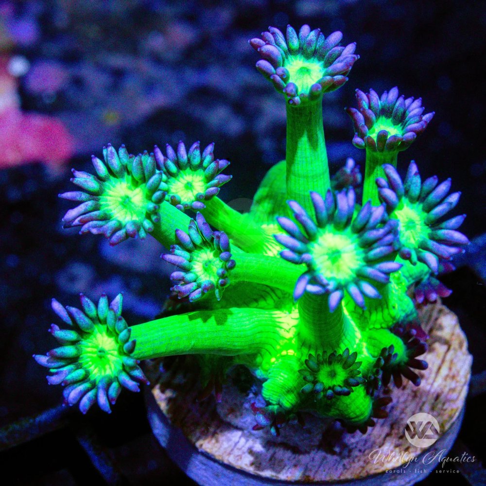 CoralAuction39_1f384964-0820-496c-892e-7a66689d3f35.jpg CoralAuction39_1f384964-0820-496c-892e-7a66689d3f35.jpg