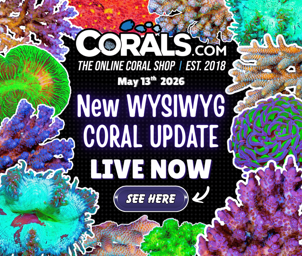 5.13 new coral.png