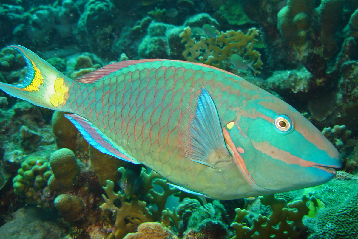 Stoplight-parrotfish.jpg Stoplight-parrotfish.jpg