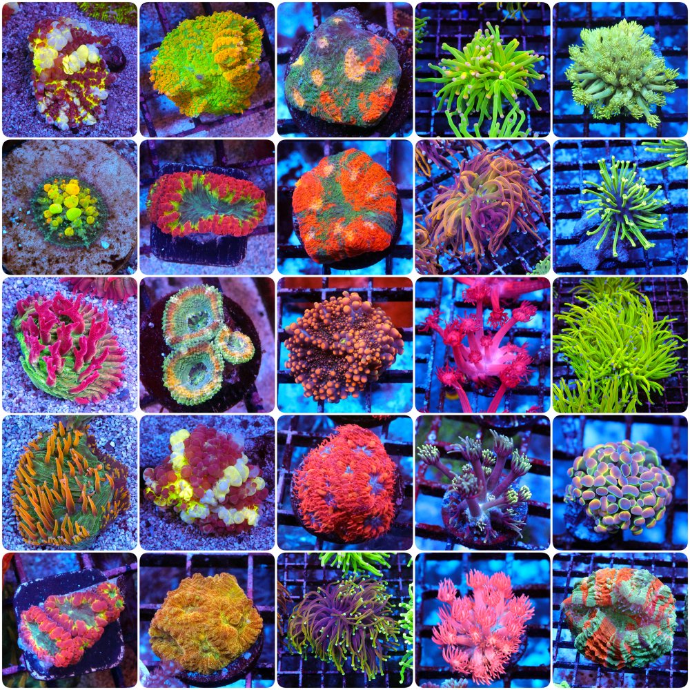 incollage_save 2.JPG