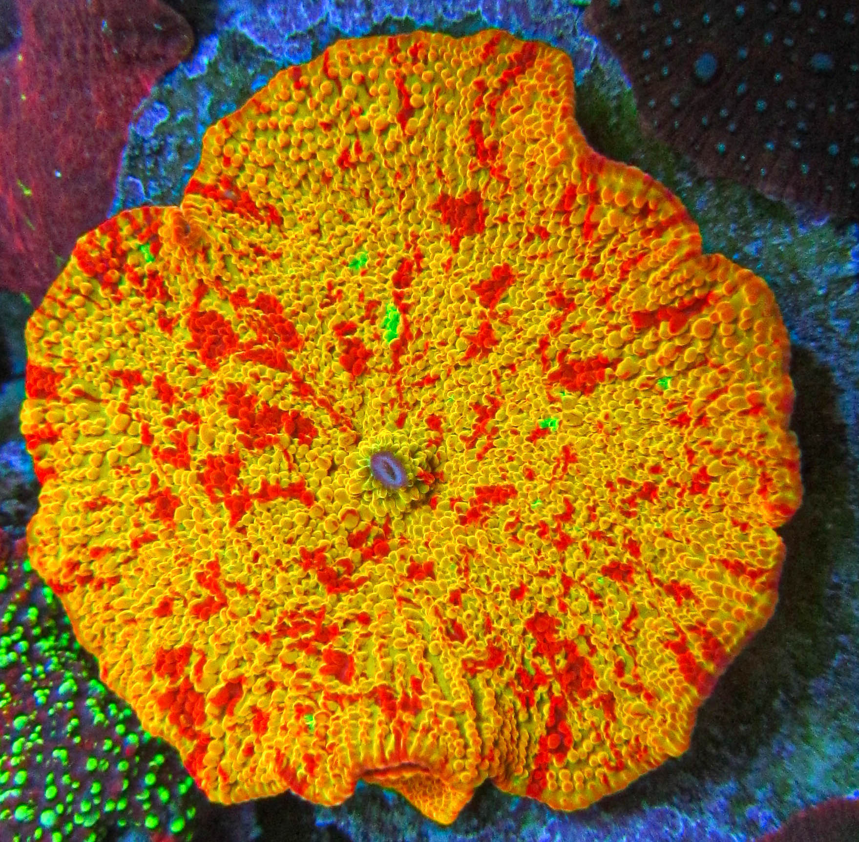 Ultra Jawbreaker Mushroom-2.jpg Ultra Jawbreaker Mushroom-2.jpg