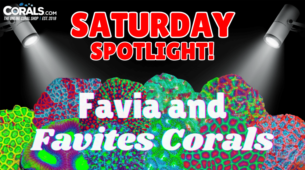 Favia spotlight(1).png Favia spotlight(1).png