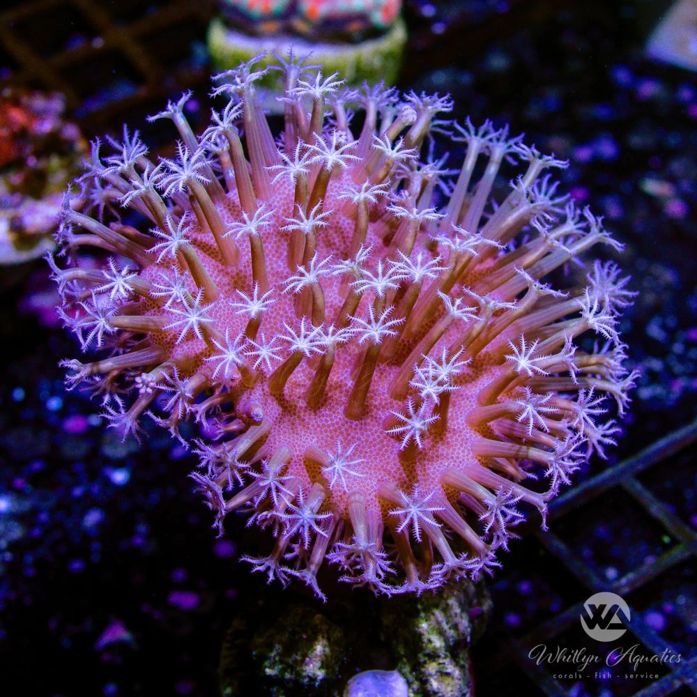 CoralAuction42_28049e99-06a1-425c-912b-cf29ea366af8.jpg