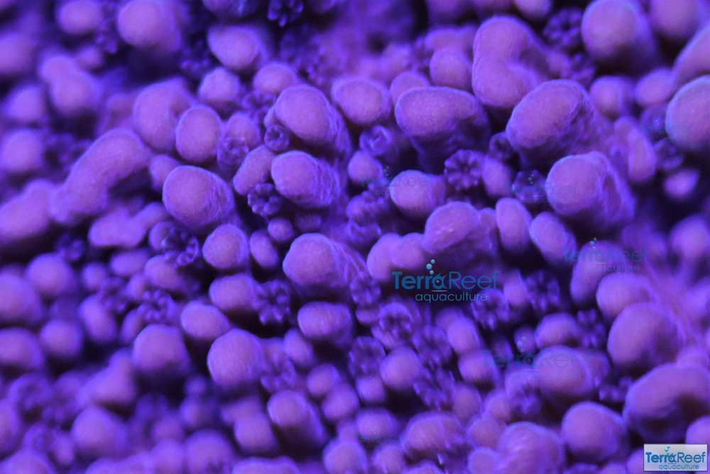 IMG_7189-Purple-Monti-Cap-Macro-close.jpg IMG_7189-Purple-Monti-Cap-Macro-close.jpg