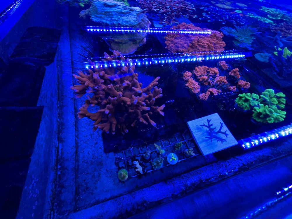 IMG_4065.jpeg
