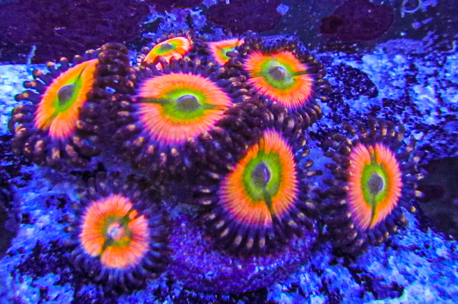 Ultra Zoa-173.JPG