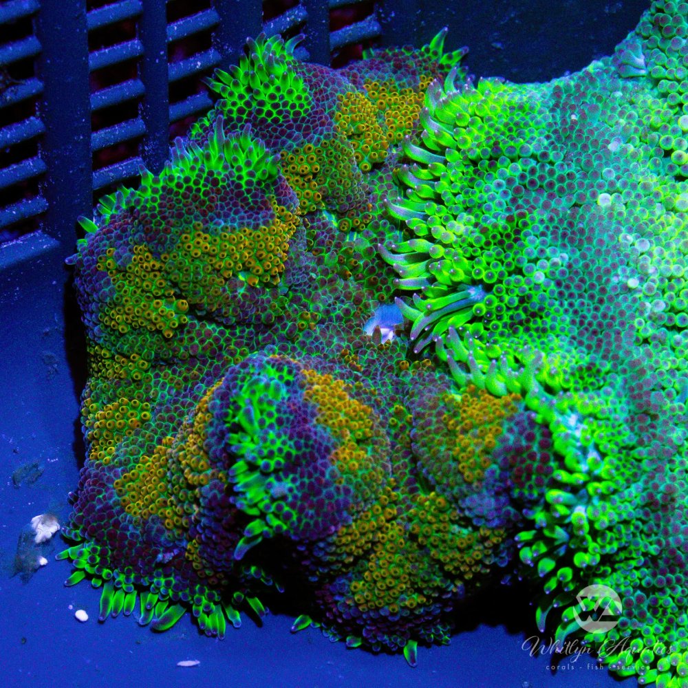 CoralAuction50_6bc0d61a-f486-497d-b5fc-2a601c5f3fe6.jpg CoralAuction50_6bc0d61a-f486-497d-b5fc-2a601c5f3fe6.jpg