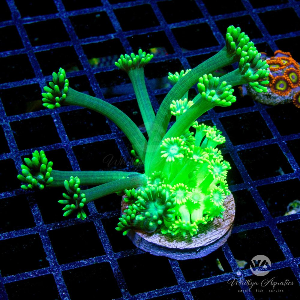 CoralAuction50_c68c0e8c-25ab-4a14-85f7-b0eca754da0d.jpg CoralAuction50_c68c0e8c-25ab-4a14-85f7-b0eca754da0d.jpg