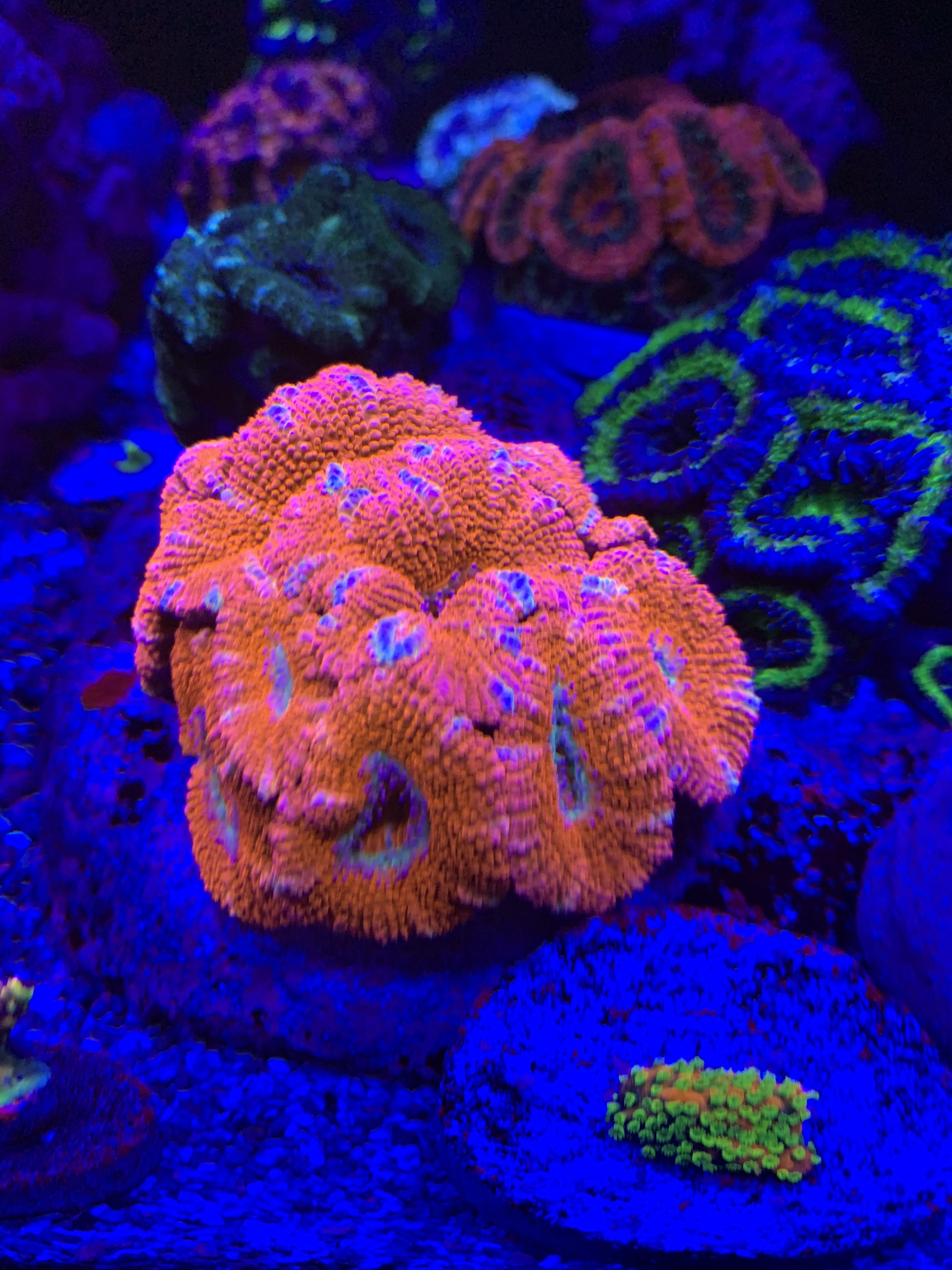 596CFDD4-D479-4018-9C2C-753DECCF59D8.jpeg