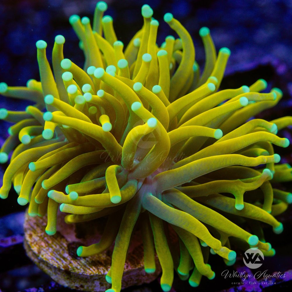 SungodTorch.jpg SungodTorch.jpg