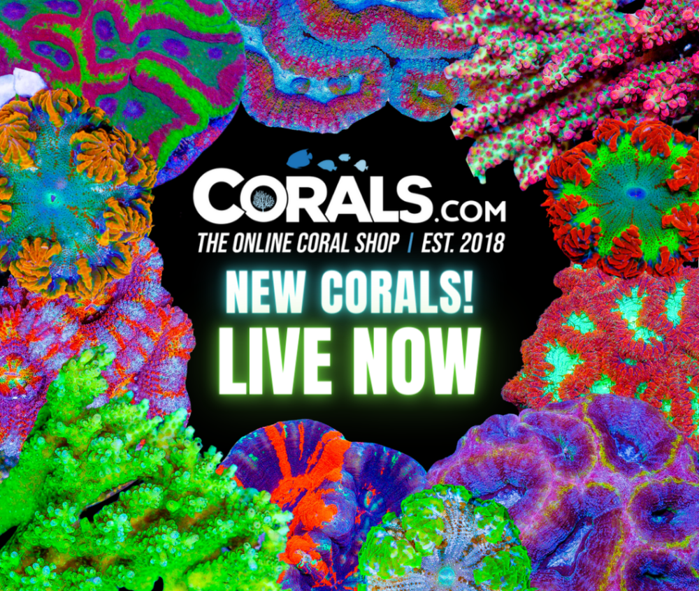 new corals 6.11.png