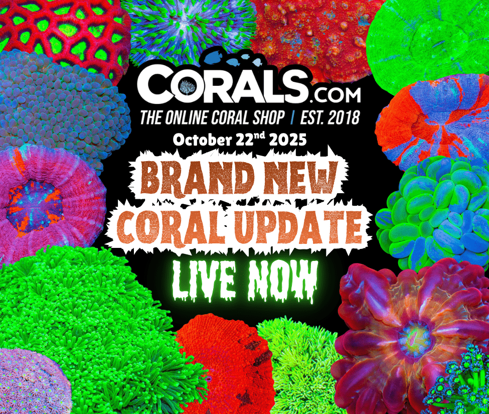 10.22 new coral.png