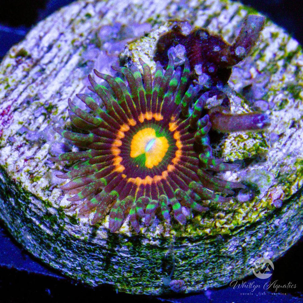 CoralAuction7_2b788aa7-bc93-4335-8d5f-1886a533c0a0.jpg