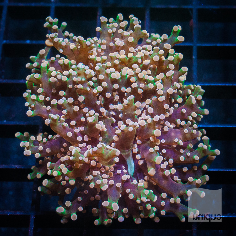 crazy frogspawn 299 199-2.jpg